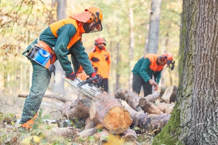 People undertaking forestry work