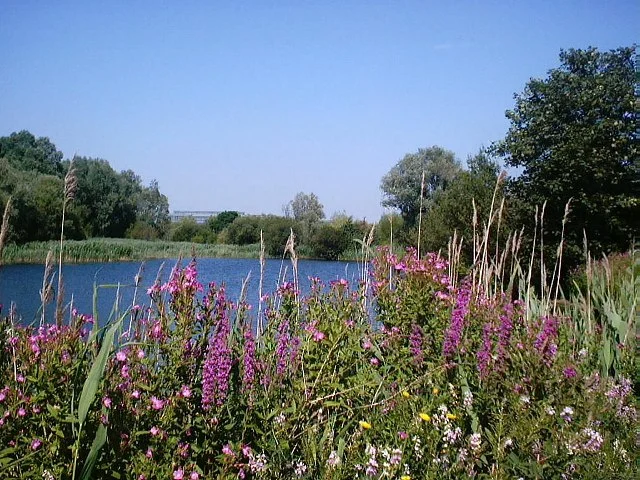 A picture of a pond with some pink flowers